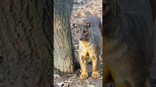 Fossas de Madagascar. #animals #animaisselvagens #pets #animaisselvagem #animais #animaisnanatureza