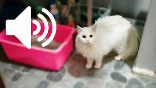 FEMALE CAT IN HEAT MEOWING MATE CALLING - PRANK YOUR PETS