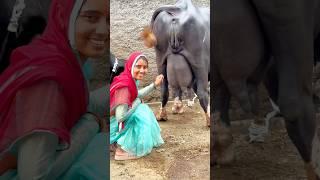 #top #jafrabadibuffalo #gujratdairyfarm #priyankadinudairyfarm #shortsviral #shortvideos #farming