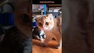 So Cute and Funny Cats #short 100