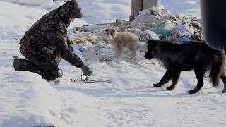 Как в Якутске отлавливают безнадзорных собак