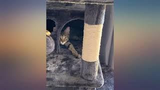 BEWISHOME Large Cat Tree Condo with Sisal Scratching Posts Perches Houses Hammock, review