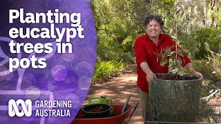 How to plant a eucalypt tree in a pot | Australian native plants | Gardening Australia