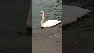 Swans in the lake!  #wildlife #wildfowl