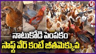 Natu Kodi (Country Chicken) Farming At Mulakalapalli | Yadadri Bhuvanagiri | V6 News