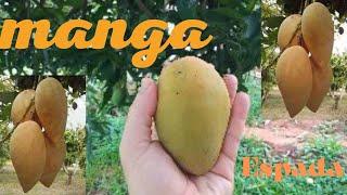 MANGA ESPADA UMA DAS FRUTAS MAIS ANTIGAS DO BRASIL  SWORD MANGO ONE OF THE OLDEST FRUITS IN BRAZIL