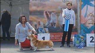 15.06.2024, СПб. Клуб "Беар-Лайк-1". Выставка собак всех пород