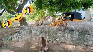 Fake Tiger Prank Monkey | Animal Pranks | Chitti Prank Video