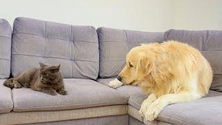 Golden Retriever Starts To Get Nervous When Black Cat Ignores Him [Funny Dog Reaction]