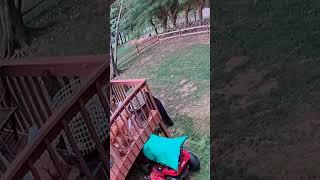 Bear and cubs wander into backyard in Asheville, North Carolina