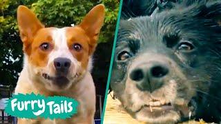 Funniest Pets Of The Week ️ | Furry Tails