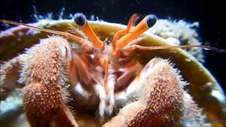 Sea  Shells 3 Hermit crab