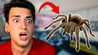 SCARY JUMPING SPIDER ATTACK! (Kill It With Fire)