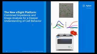 Measuring Immune Cell Killing Dynamics through Real Time Impedance and Live Cell Imaging