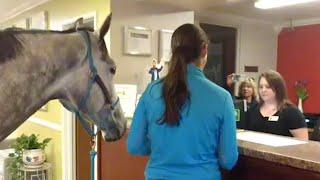 Woman Checks In to Pet-Friendly Motel With Her Horse