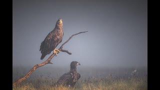 Wilde Seeadler fotografieren