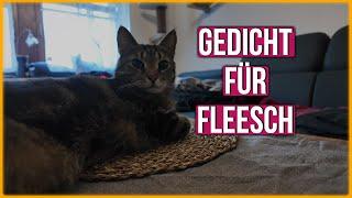 Wie meine Katzen Weihnachten einläuten