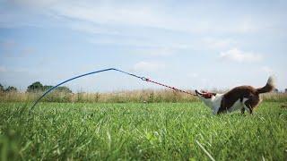 Tether Tug Dog Toy In Action