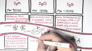 Immunology  - Antibodies (Function)