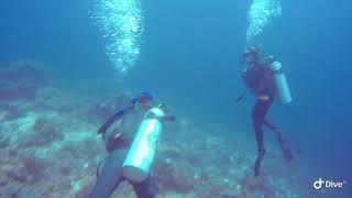 Wicked Diving Komodo - Blacktip Riffshark