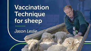 Vaccination Technique for Sheep | PGG Wrightson Tech Tips