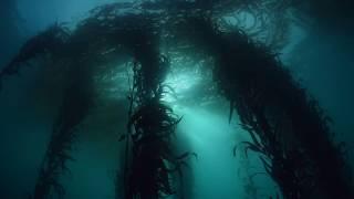 Virtual Dive: Kelp Forests off the California Coast