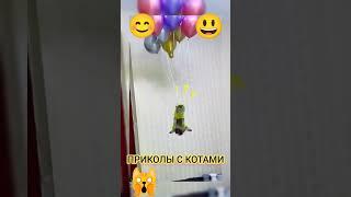 А знаете, что #Коты Умеют #Летать? Приколы с Котиками #Funny Cats #Shorts Videos 2023