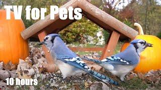 Saturday Morning Cartoons for Pets - 10 Hour Backyard Fall Edition - Cat TV - Nov 02, 2024