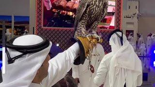 Katara International Hunting and Falcons Exhibition #qatarliving #falcons #qatari #Katara #Shail