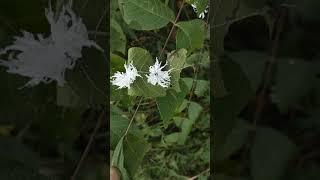 what is this?! - weird mysterious fuzzy white things (fungus? bug?) on back of leaf #shorts