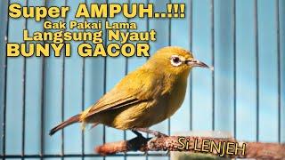 Pleci Betina Memanggil Jantan Untuk Memancing Bunyi Pleci Jantan agar Gacor