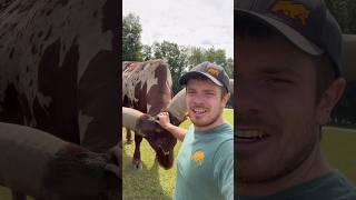 These horns are HUGE! #animals #coolanimals #amazinganimals #watusi