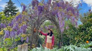 How To Build A Beautiful Wisteria Garden Arch - Garden Trellis - Garden Arbor In Just A Few Minutes!