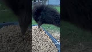 Emu chow time#emu#farming