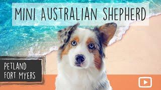 Miniature Australian Shepherd Breed Info 101