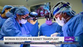 Woman receives pig kidney transplant