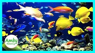  Atemberaubendes Aquarium & die beste Entspannungsmusik - SCHLAFMUSIK - HD 1080P