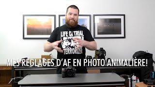 Truc photo : Mes réglages d'autofocus pour la photographie animalière!