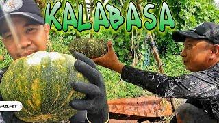 P1-Kalabasa Harvest - EP1473