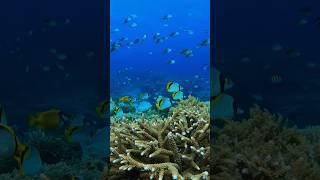 Bali snorkeling | Nusa Lembongan | Day trip Bali