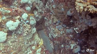 Wicked Diving Komodo  -  Murray with Crabs