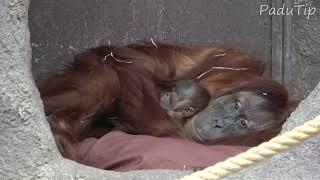 Orangutan Baby with Mother - Zoo Prague [2024]