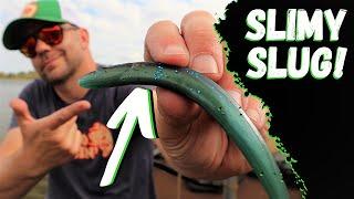 Collect to Catch | MISTER TWISTER Slimy Slug (soft plastic jerkbait)