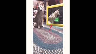 _Funniest_Cats_and_Dogs_Awesome_Funny_Pet_Animals_Videos_.................#Y(4)