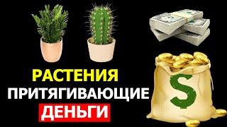 9 комнатных растений, приносящих финансовую прибыль в дом! Растения для привлечения денег