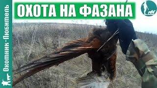 Охота на фазана! Добыли петуха в болоте. Охотник-Любитель