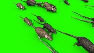 Green Screen Invasion of Rats Mice Mouse Sniff - Footage PixelBoom