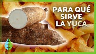 10 BENEFICIOS de la YUCA para la SALUD  | Para Qué Sirve y Cómo Consumirla