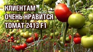 КЛИЕНТАМ ОЧЕНЬ НРАВИТСЯ ТОМАТ 2413 F1 (13-11-2019)