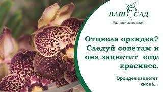  Орхидея после цветения - как ухаживать и заставить цвести её снова. Ваш сад